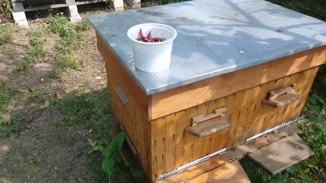 Профилактика пчел против клеща. Горький перец ? против клеща варроа. смотреть онлайн