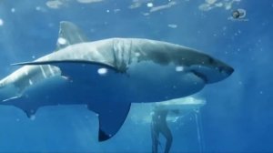 Неделя акул I Остров гигантской акулы / Week of sharks I Island of a huge shark