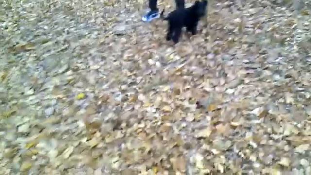 kerry blue terrier 13 semanas de cachorro смотреть онлайн