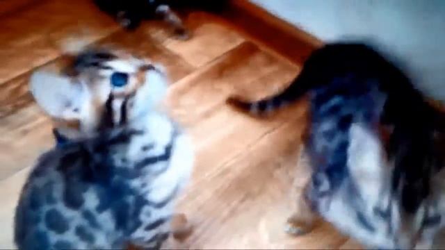 бенгальские котята играют смотреть онлайн