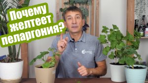 5 ошибок, из-за которых желтеет герань (пеларгония)! Это легко исправить!