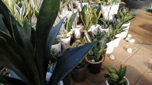 Review Sansevieria Black Diamond