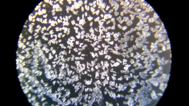 Кристаллизация соды под микроскопом. Crystallization of soda under a microscope. смотреть онлайн