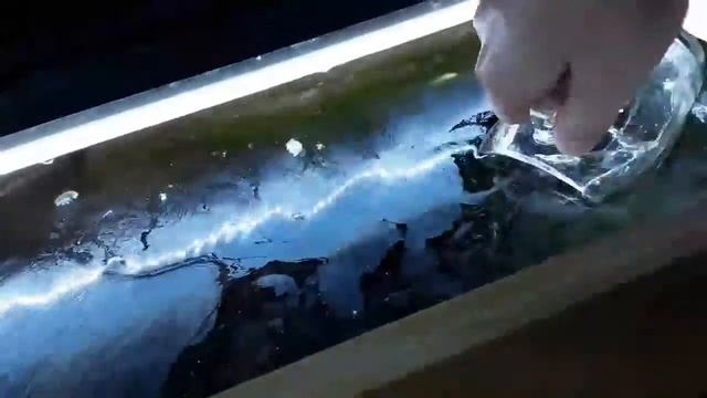 Аквариум. Борьба с планариями. смотреть онлайн