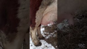 Мастит у коровы.Обзор как я придумала крепить ногу чтоб не убила.