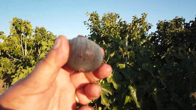 Bourjasotte Noire Fig смотреть онлайн