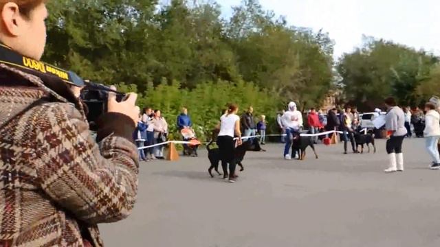 Монопородка - Юниоры кобели смотреть онлайн