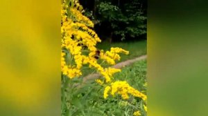 Золотарник на даче