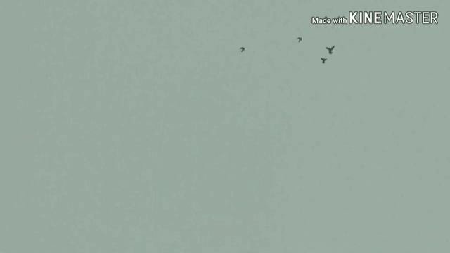 17 декабря 2019 г. МОИ АНДИЖАНЦЫ ТАНЦУЮТ, андижанские голуби, узбекские голуби смотреть онлайн