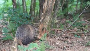 Борсук вышел весной на жыровку.