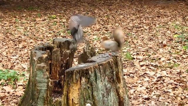 Кедровка Nucifraga caryocatactes и белка Sciurus vulgaris смотреть онлайн