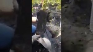Правильный способ посадки наших роз.