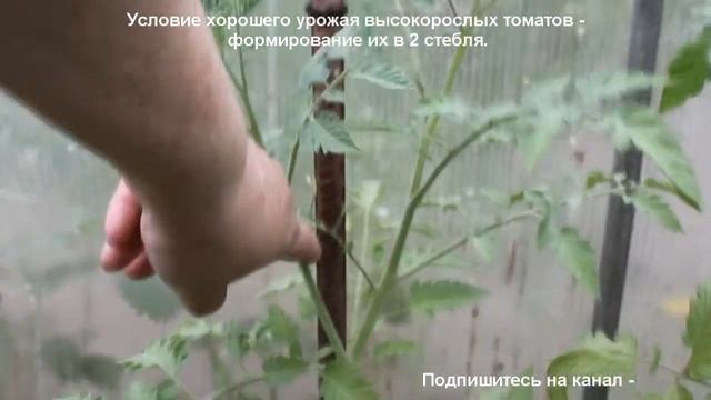 Формирование высокорослых томатов в два стебля. Как легко сформировать томатный куст.
