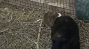 Морские свинки, размножение.