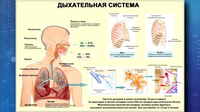 [Хроники StarCraft]  ФИЗИОЛОГИЯ  ПРОТОССОВ