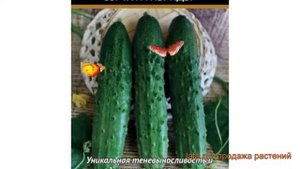 Огурец обыкновенный Прагматик F1 (pragmatik f1) ? обзор: как сажать, семена огурца Прагматик F1