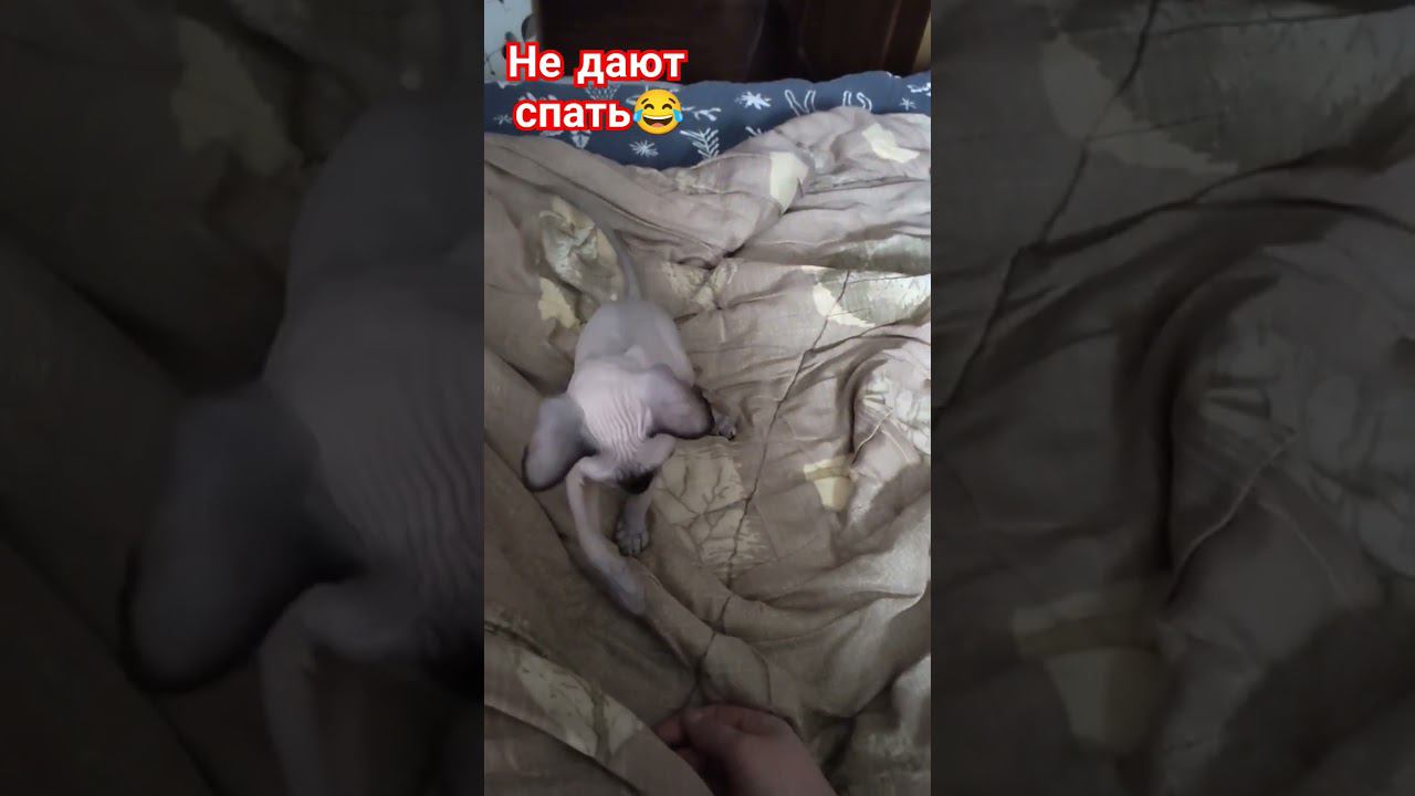 Не дают поспать, котята Марс и Луна#канадскийсфинкс #котята #cats