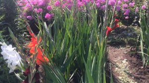 Подкормка гладиолусов во время цветения! Чем подкормить гладиолусы?