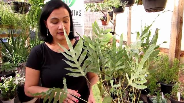 Samambaia Azul - Phlebodium aureum var. 'Blue Star' смотреть онлайн