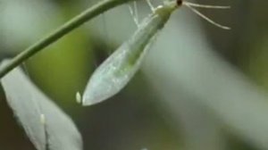 Златоглазка. Золоточка. Chrysopa
