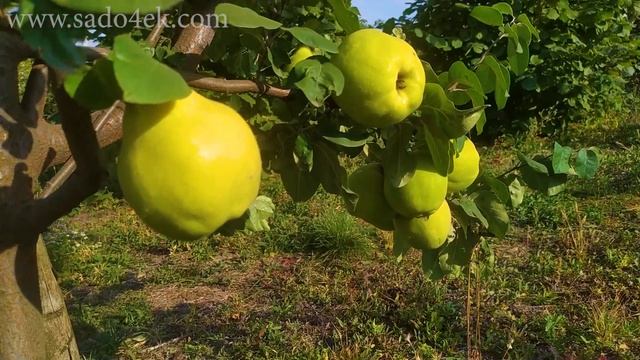 Айва Грушевидная. Самая крупная и товарная айва на данный момент.