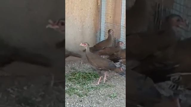 Серебряный фазан молодые не окрашенные и самка фазана Свайно #shorts смотреть онлайн