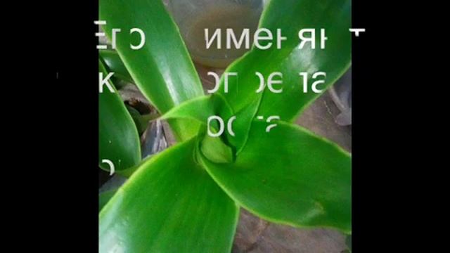 Лечебное растение Золотой ус смотреть онлайн