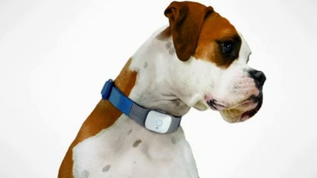 GPS ошейник для собак смотреть онлайн