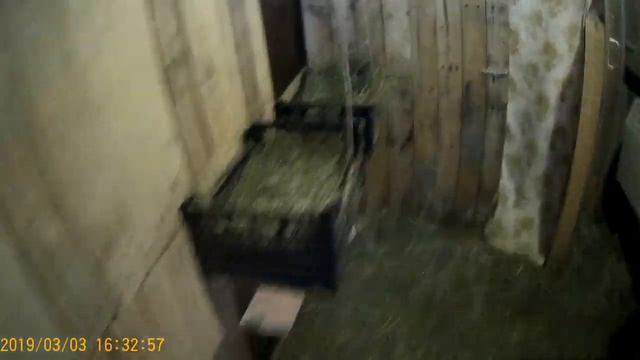 Как домашние животные переносят снежную бурю смотреть онлайн