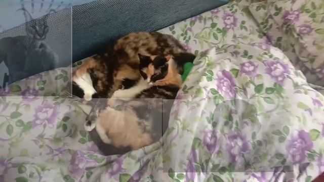 Во сне ты можешь быть кем угодно. Хоть Шлепой, хоть Гигачадом. смотреть онлайн