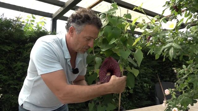 Waanzinnige plant: de Aristolochia grandiflora смотреть онлайн