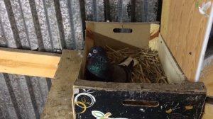 Николаевские мраморные белохвостые голуби 2020