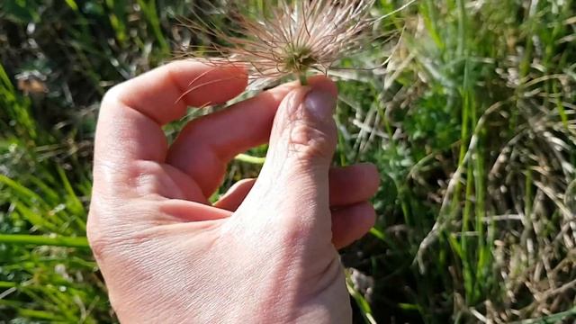 Gewöhnliche Kuhschelle - Früchte (unreif) - 08.04.18 (Pulsatilla vulgaris) смотреть онлайн