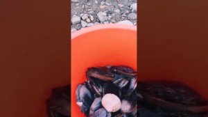 Сбор морепродуктов: морские улитки, маленький трубач, северная спизула.???