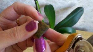 как заставить цвести орхидею на старом цветоносе и есд