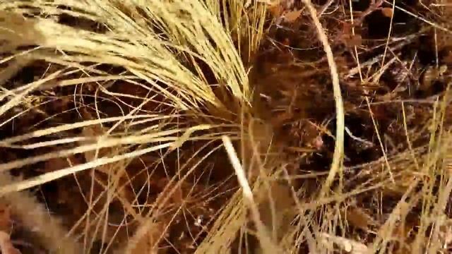 How to Cut Back Mexican Feather Grass in Spring смотреть онлайн