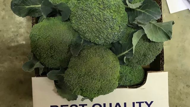 Broccoli LUDY F1بروكلي لودي هجين هجين смотреть онлайн