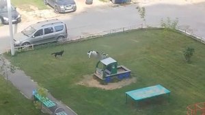 Собаки разорвали кошку