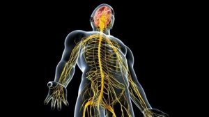 Кукурузные рыльца польза и лечение. Чем полезны кукурузные рыльца для организма человека