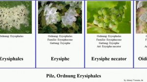 Pilz, Ordnung Erysiphales fungus mildew powdery Fuse Erysiphe Podosphaera French Target necator