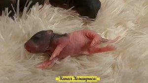 Смешные крысы дамбо танцуют Домашние декоративные крысы  Видео про крыс  Видео про домашних животны