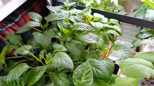 ОБЗОР РАССАДЫ НА 27.04.2022 смотреть онлайн