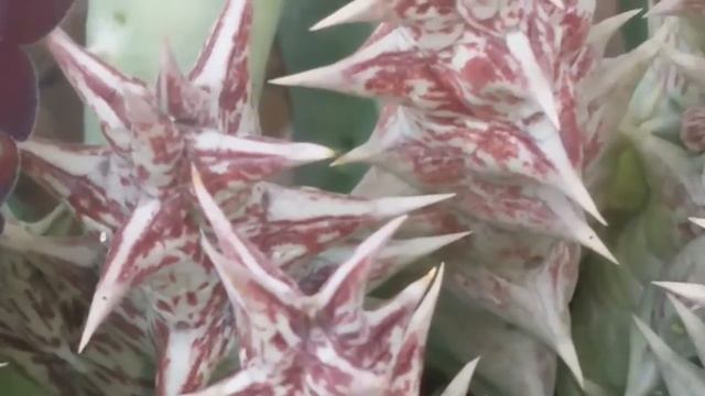 Huernia @ Starfish Succulent Bloom смотреть онлайн