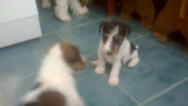 Щенки БИКОЛОР ФОКСТЕРЬЕРА ж/ш от Чемпионов.---продаются. смотреть онлайн