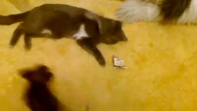 кот загрыз чихуахуа слабонервным не смотреть!