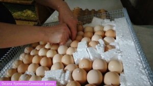 Инкубация голошейки/15-ый день инкубации/Проводим овоскопирование/Убираем неоплод