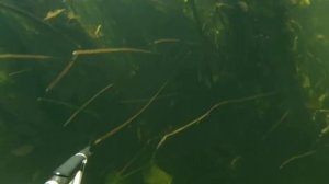 Река Ранова рыбалка подводная охота сплав sup board