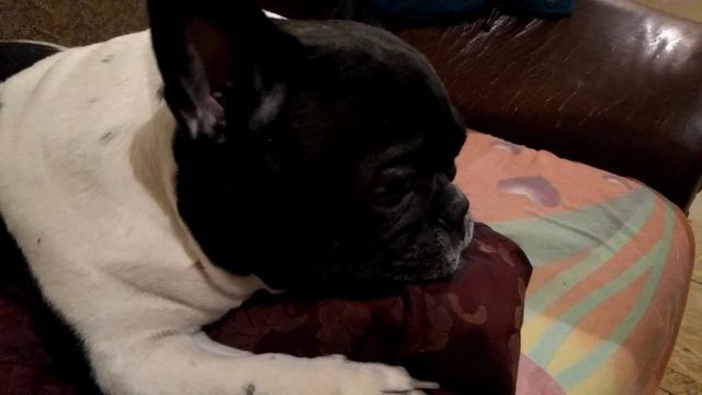 Французский бульдог Дина😁 смотреть онлайн