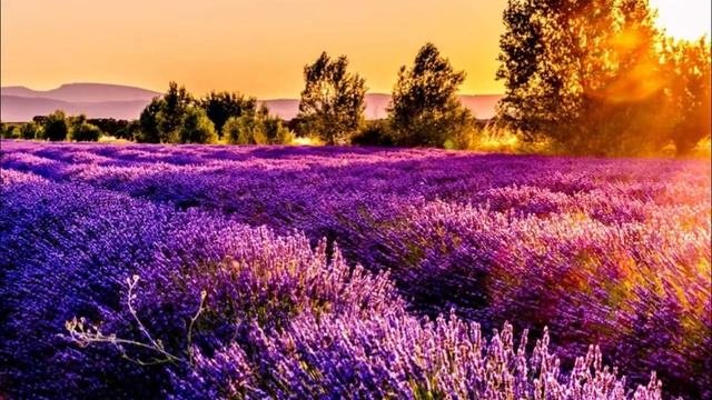 Почему стоит изучать французский язык?