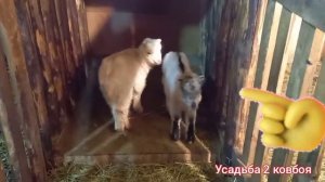 Как  растут наши козочки,что нового🐐👍